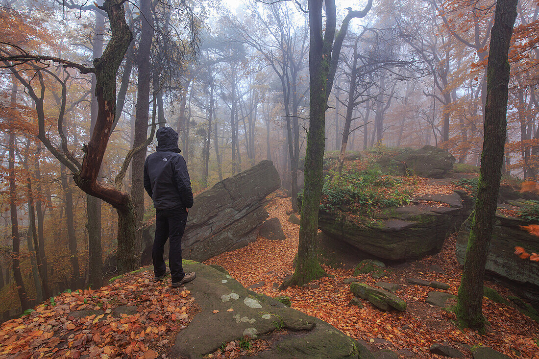 Kalmit in autumn, a hiker at rocks, Palatinate Forest, Rhineland-Palatinate, Germany