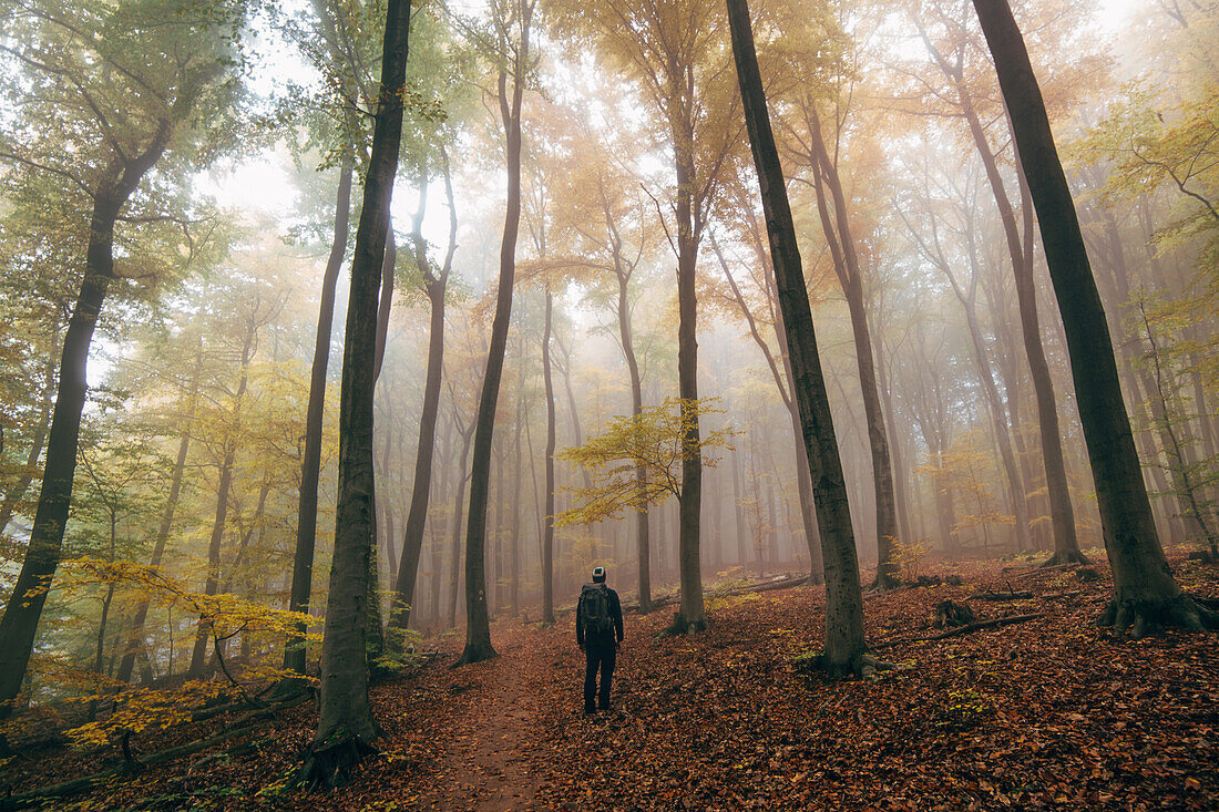 Ein junger Mann wandert durch den herbstlichen Pfälzerwald, Pfälzer Wald, Rheinland-Pfalz, Deutschland