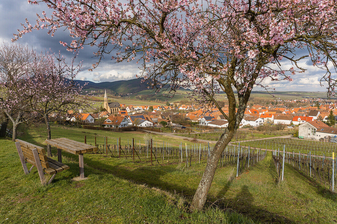 Almond blossom along the southern wine route, Mandelbluetenweg in Gleisweiler, Southern wine route, Rhineland-Palatinate, Germany