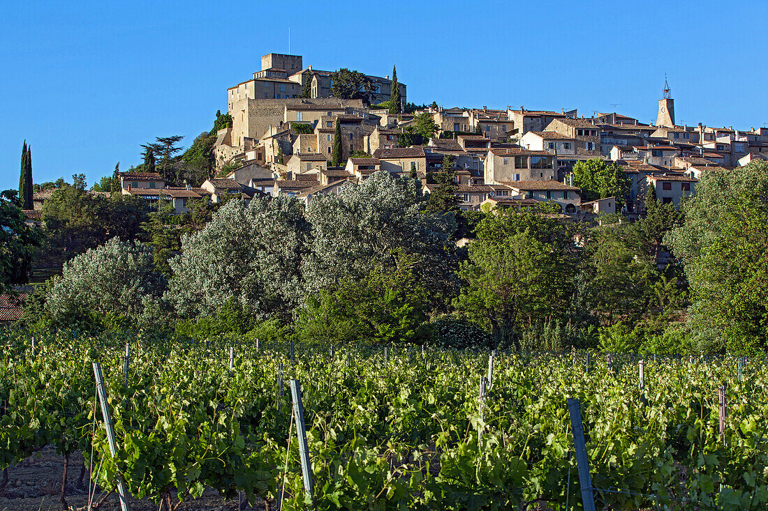 vineyard in front of the village and chateau of ansouis, regional nature park of the luberon, vaucluse (84), france