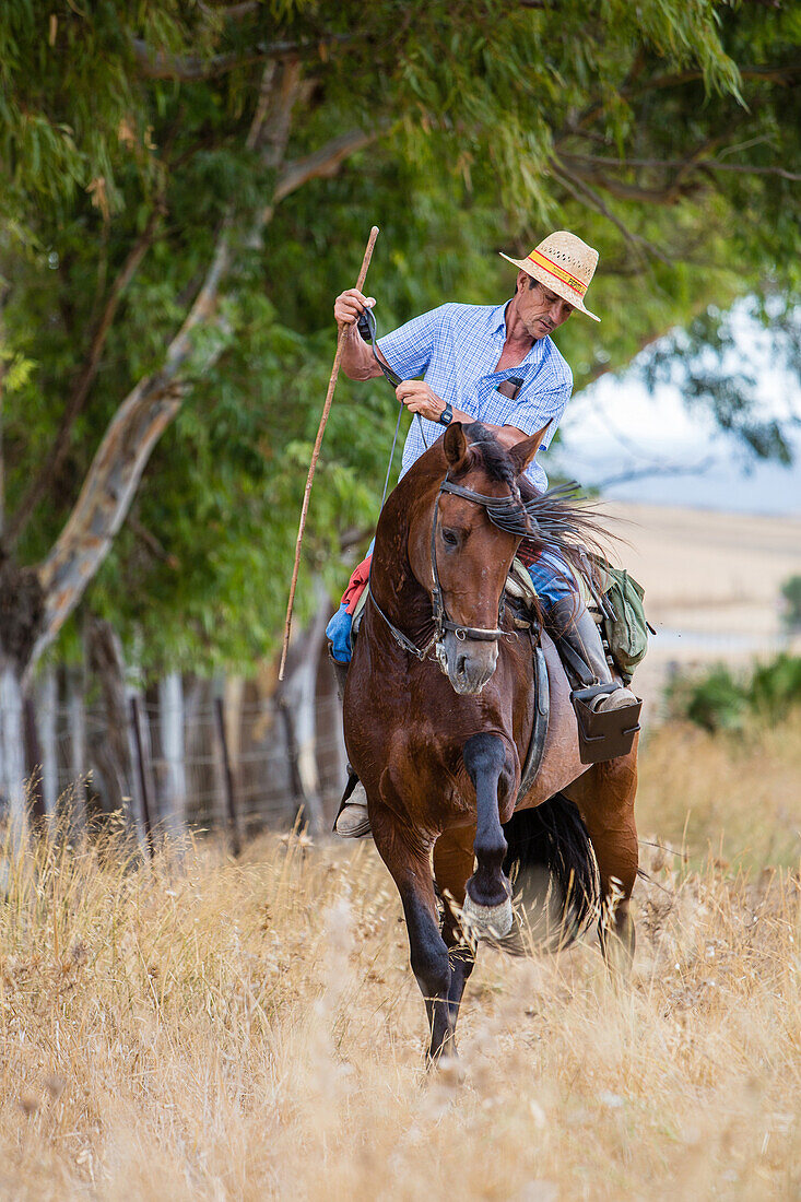 cowboy on horseback on the ruta del toro (route of the bulls), costa del sol, the sunny coast, andalusia, spain