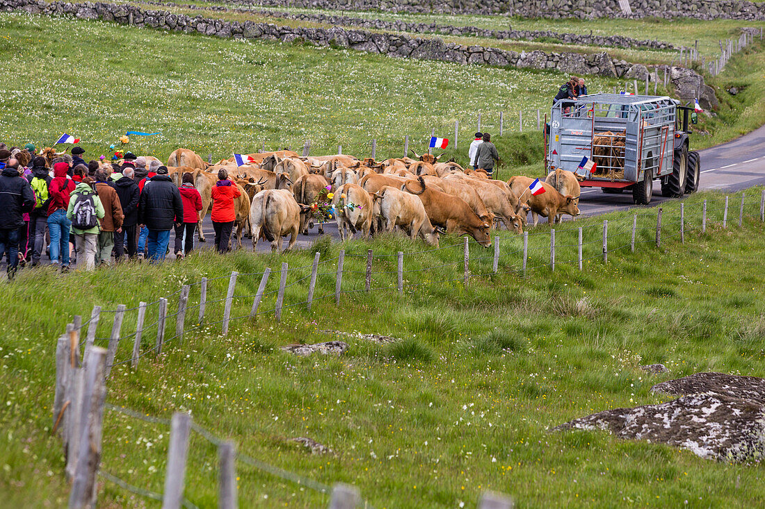farmer and herd on the roads in the commune of marchastel, aubrac cows, lozere (48), france