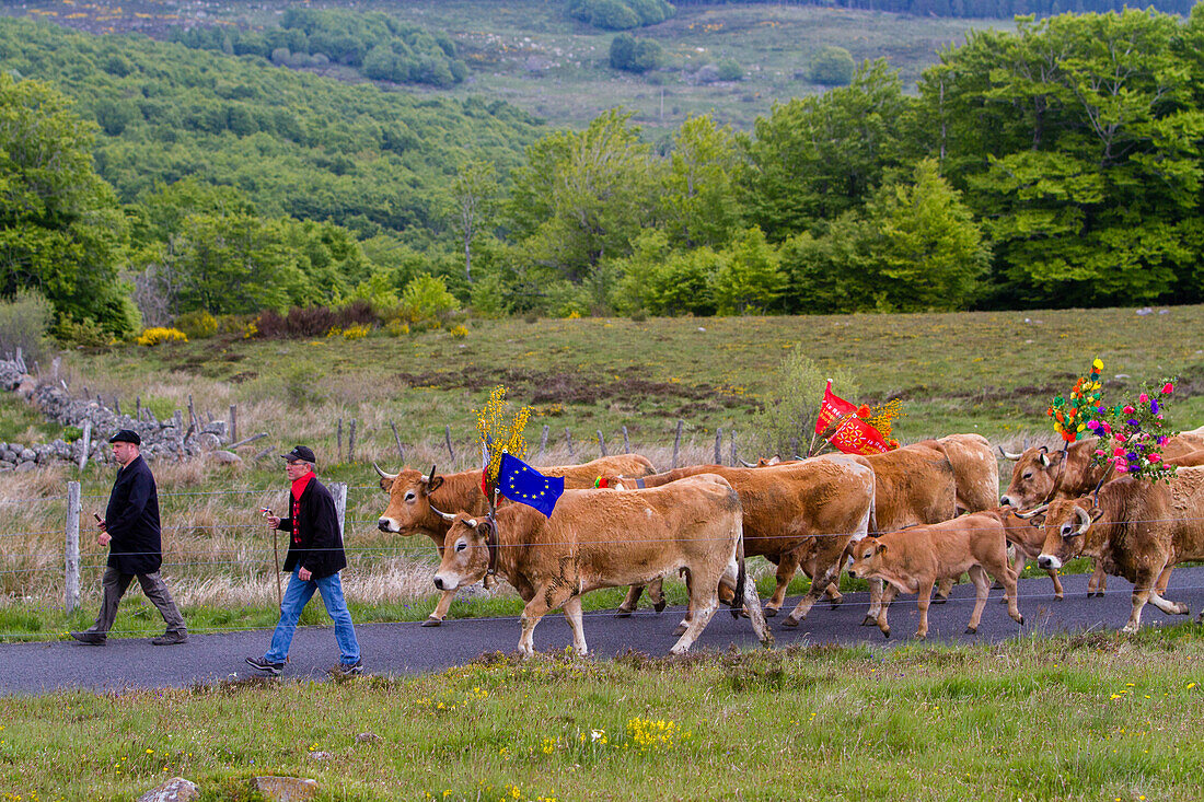 the farmer jean philippe pignol's herd of aubrac cows during the transhumance festival, col de bonnecombe pass, lozere (48), france