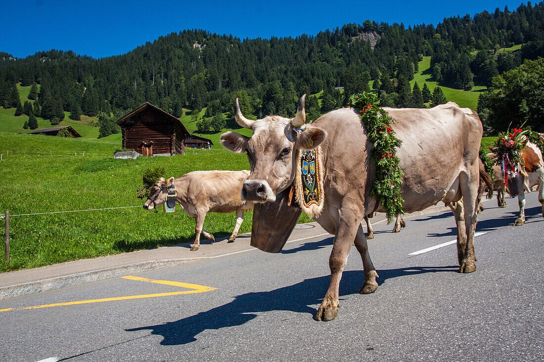 cows wearing parade bells heading back to the stables following a summer spent in the high mountain pastures, principality of liechtenstein
