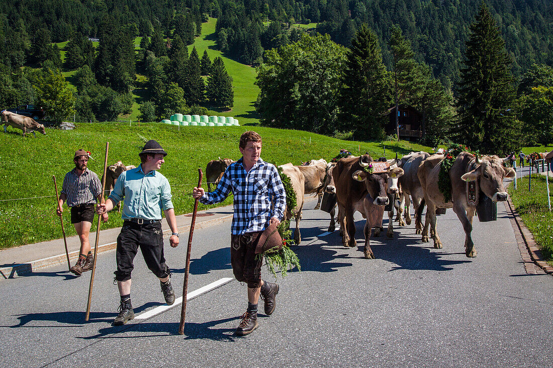 farmers of liechtenstein leading their cows back to the stables following a summer spent in the high mountain pastures, principality of liechtenstein
