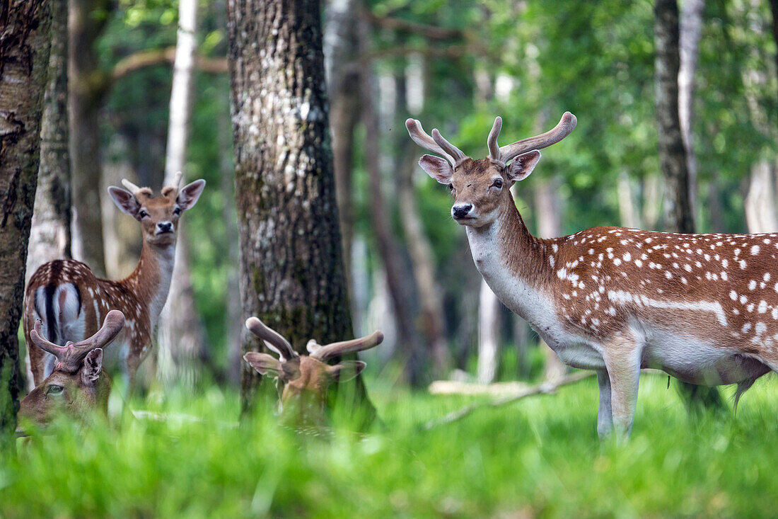 a family of deer, espace rambouillet, forest of rambouillet, yvelines (78), ile-de-france, france