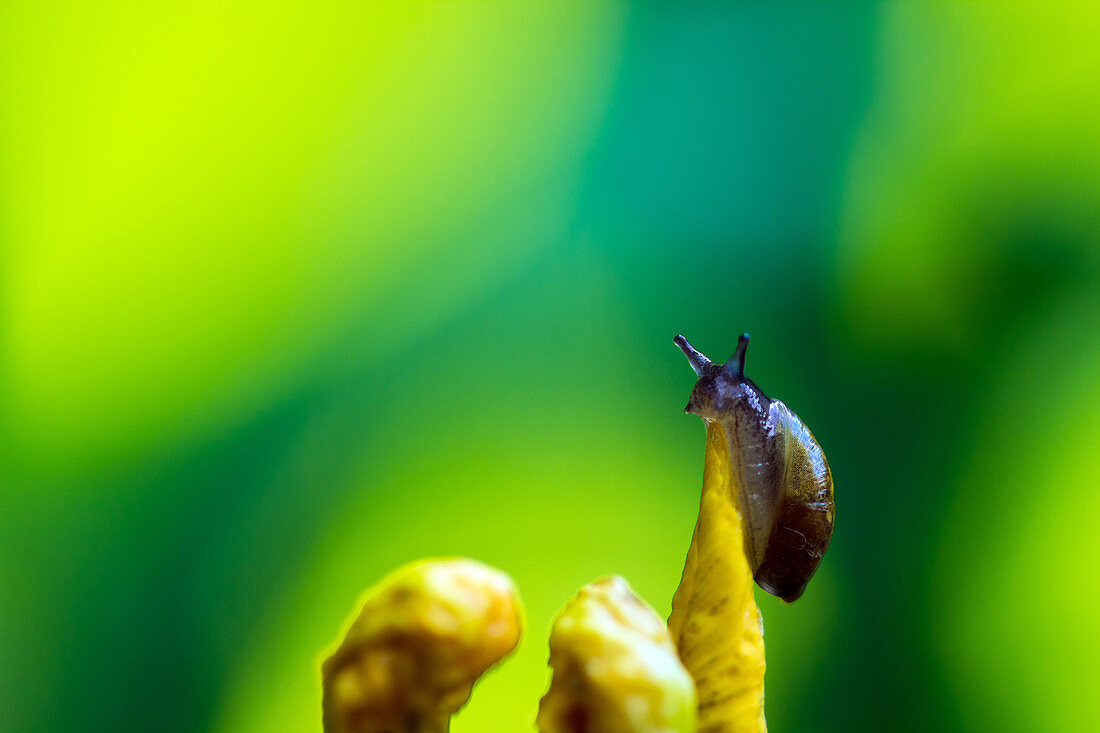 young snail climbing an iris at the top of a flower, oinville-sous-auneau, eure-et-loir (28), centre, france