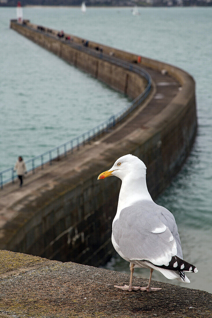 seagull on the ramparts above the dyke, saint-malo (35), france