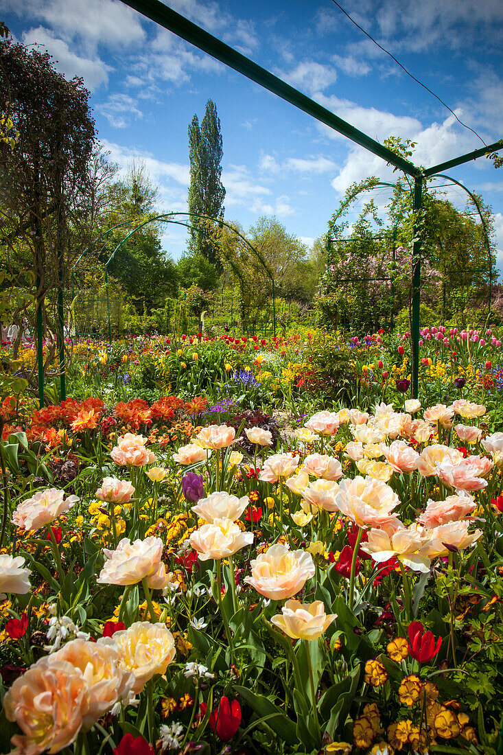 the garden of the clos normand at the impressionist painter claude monet's house, giverny, eure (27), normandy, france