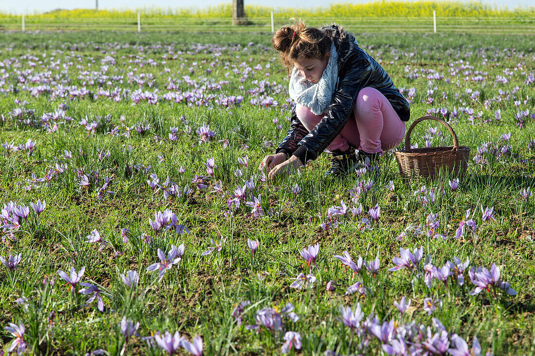 gathering the saffron flowers, saffron farming at samuel de smet's farm (gold medal at the agricultural fair), broue (28), france