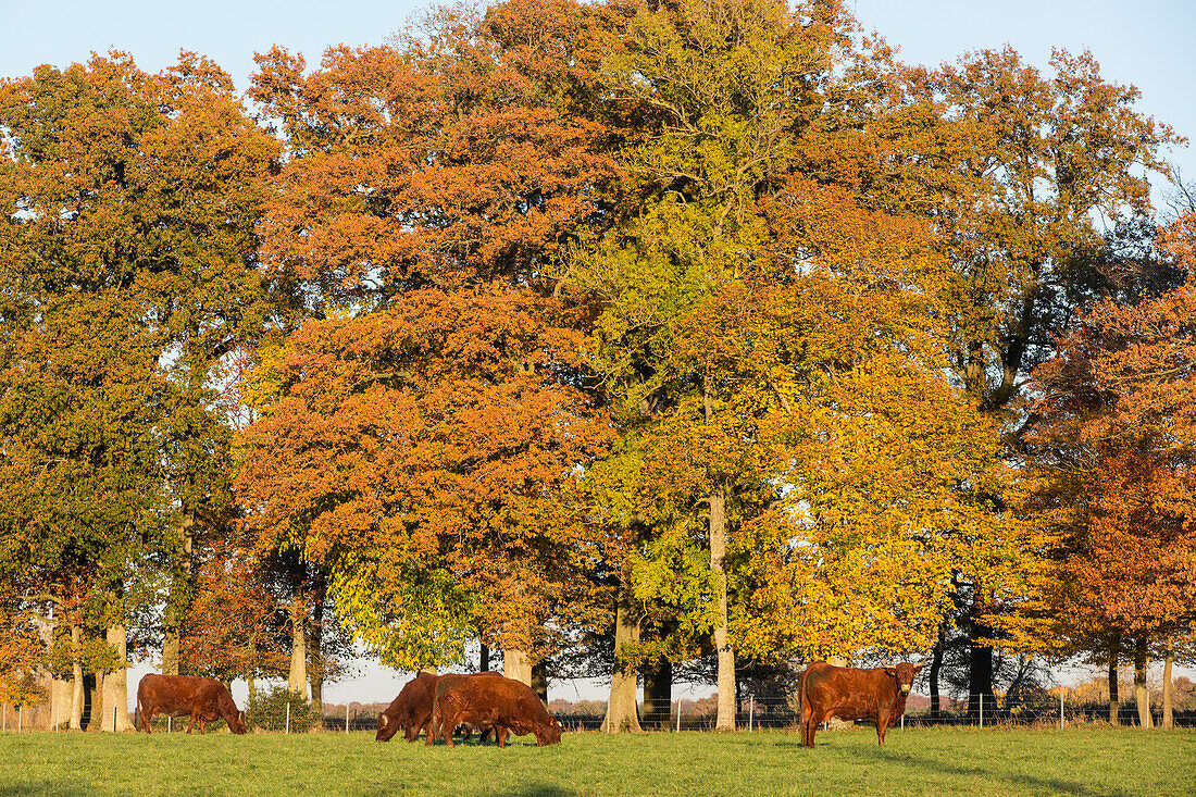 herd of salers cows beneath the trees in autumn colours, rugles (27), france