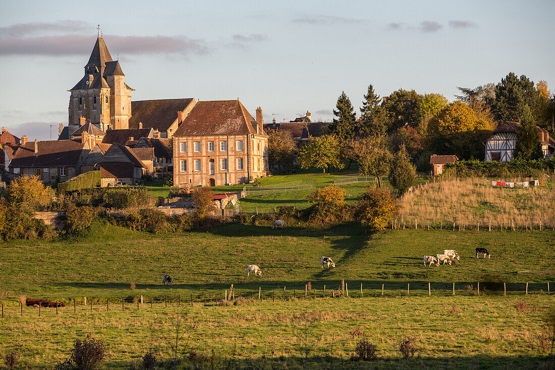 village of ambenay in the normandy countryside with its cows, rugles (27), france