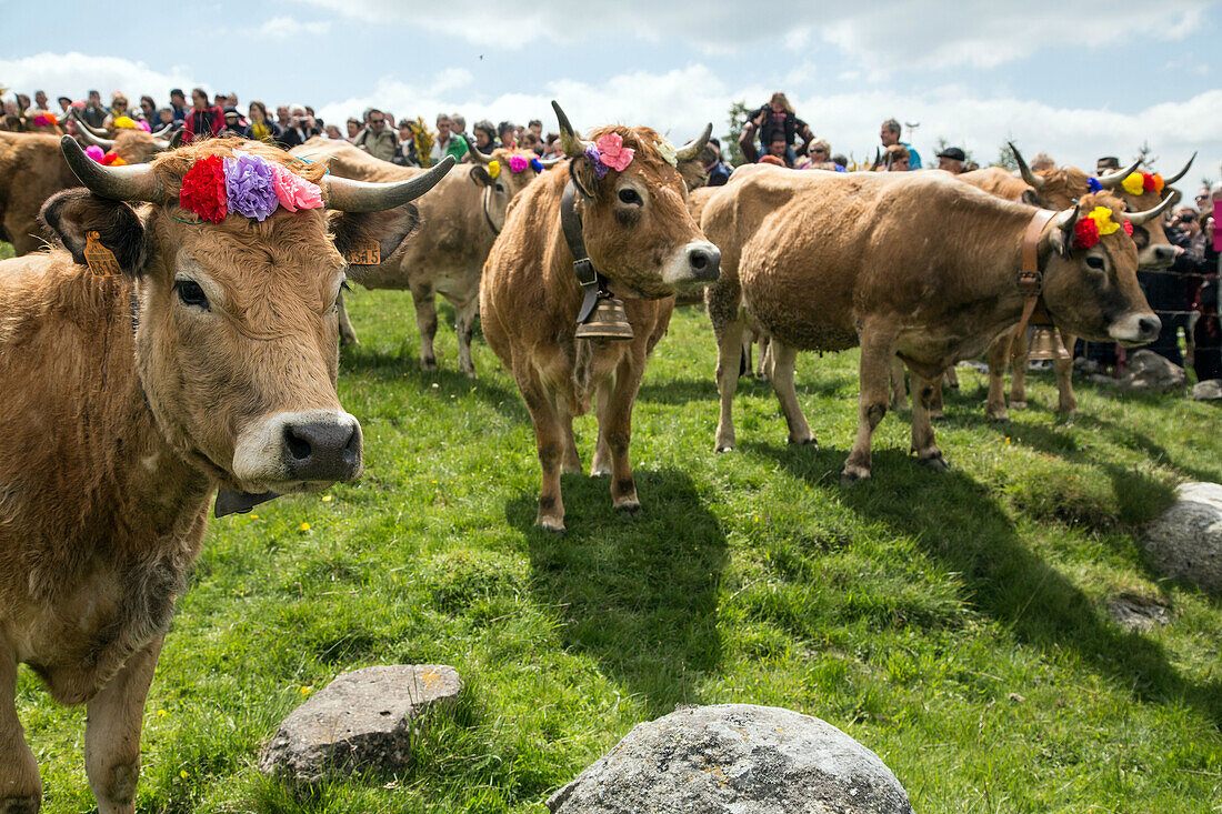 gathering the herds for the public, aubrac cow transhumance festival, col de bonnecombe pass, lozere (48), france