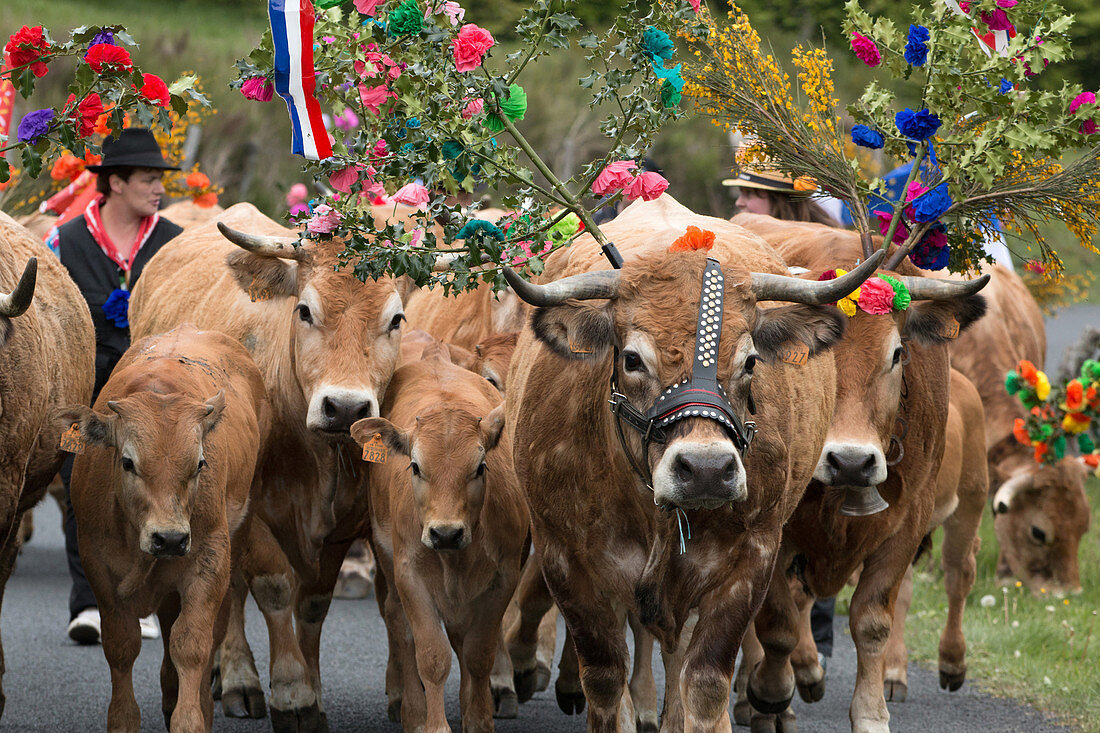 the farmer jean philippe pignol's herd of cows, aubrac cow transhumance festival, col de bonnecombe pass, lozere (48), france