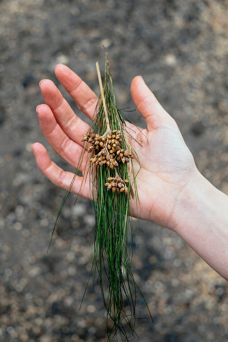 Caucasian woman holding gathered plants