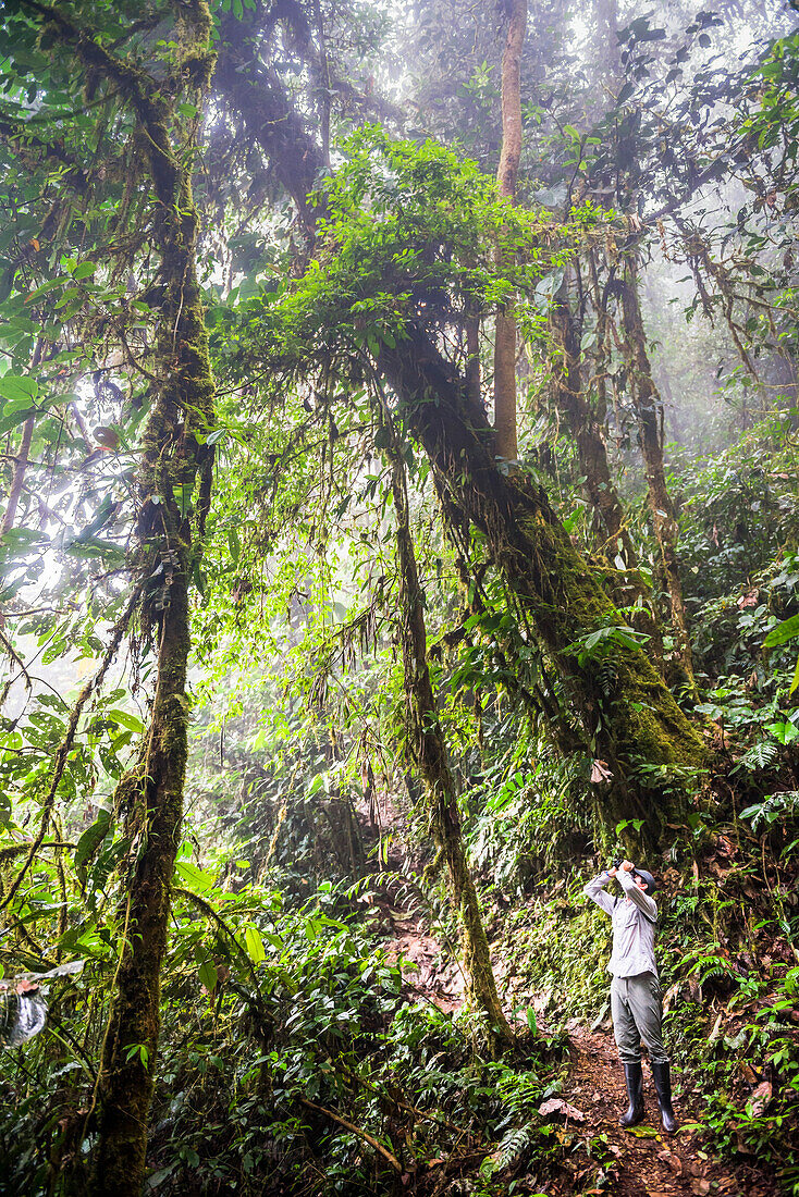 Bird watching in the Choco Rainforest, and area of Cloud Forest in the Pichincha Province, Ecuador, South America