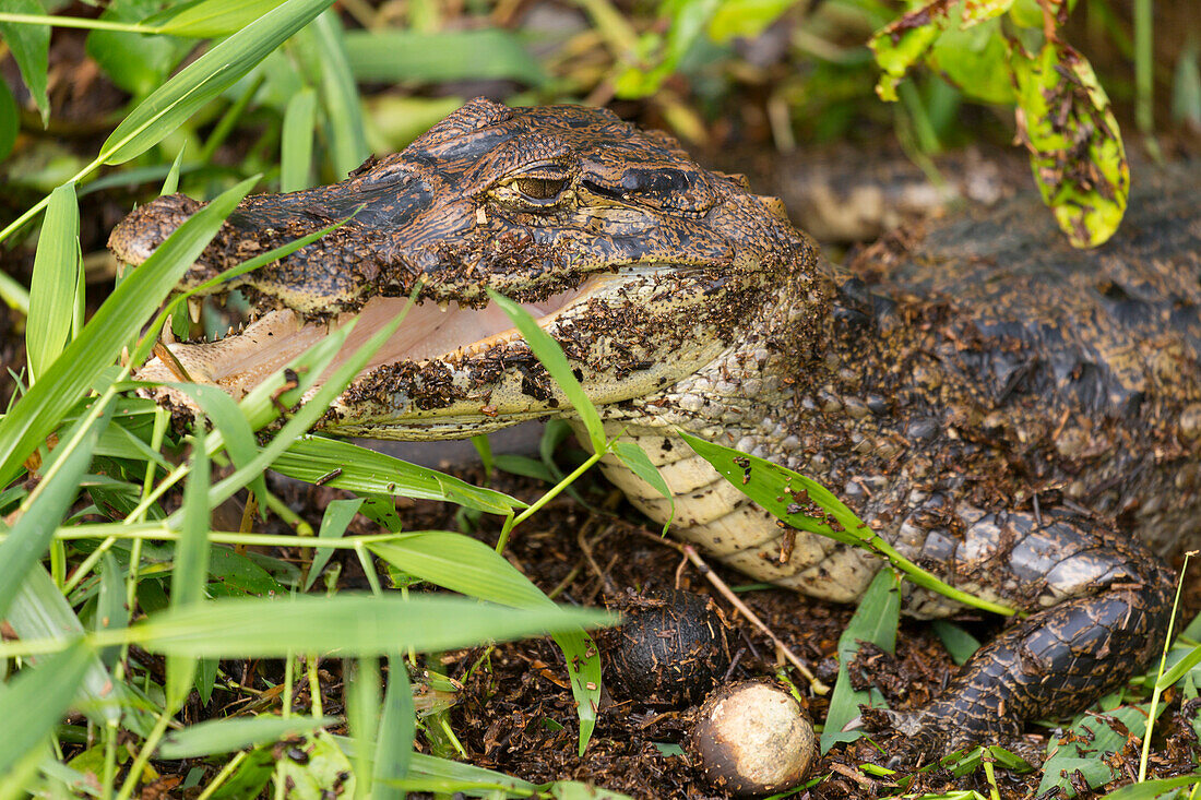 A spectacled caiman in Tortuguero National Park, Limon, Costa Rica, Central America