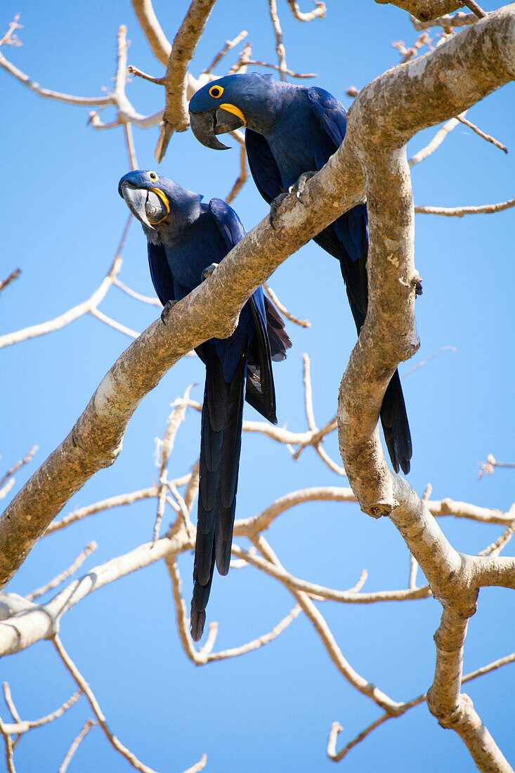 Hyacinth macaws Anodorhynchus hyacinthinus, Mato Grosso do Sul, Brazil, South America