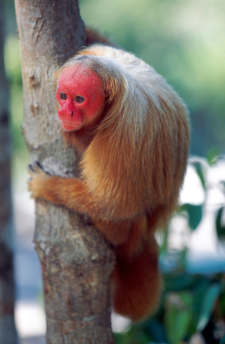 Bald uakari red uakari monkey Cacajao calvus, conservation status vulnerable, Amazonas, Brazil, South America
