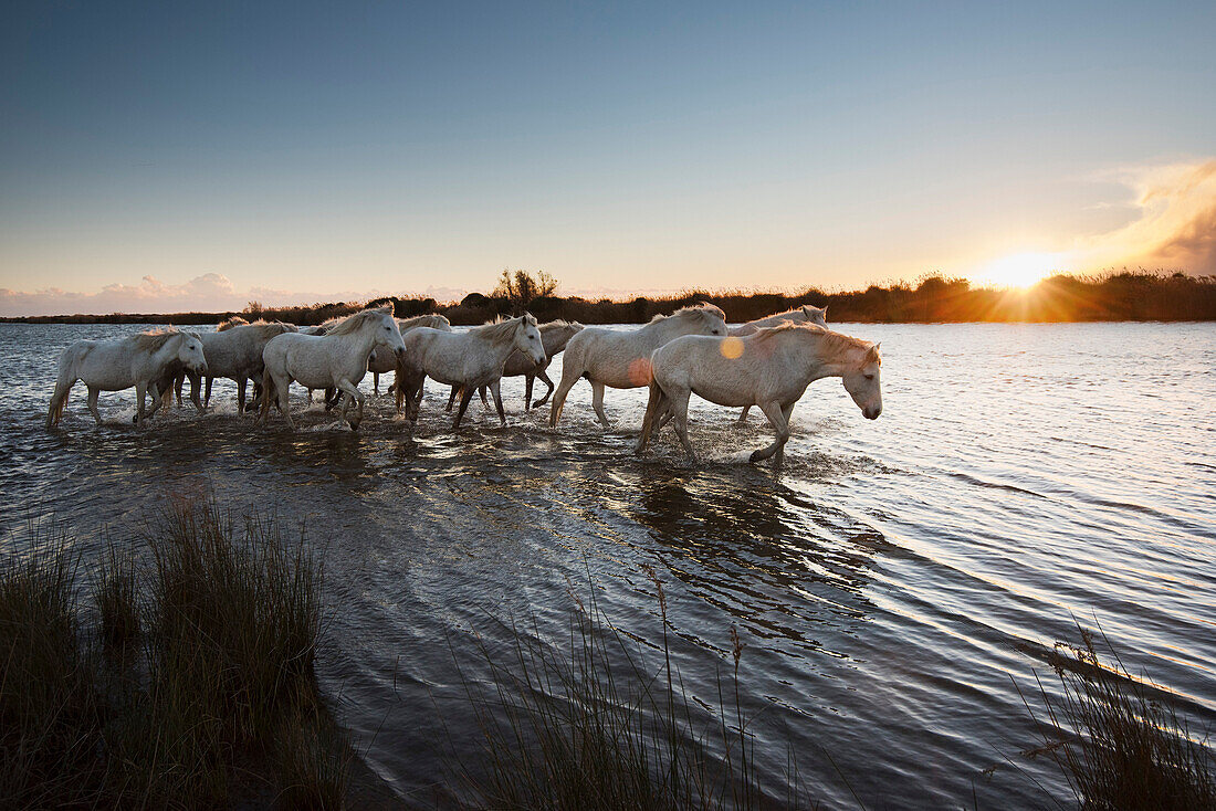 Wild white horses at sunset, Camargue, France, Europe