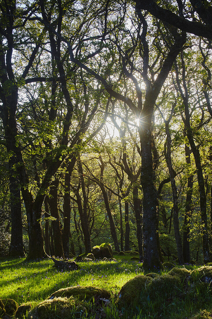 Ancient oak woodland in the Dart Valley, near Dartmeet, Dartmoor National Park, Devon, England, United Kingdom, Europe