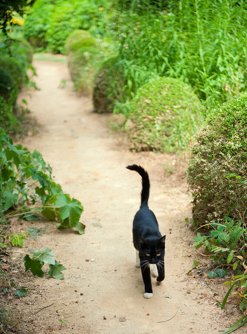 A cat patrols a garden path, France, Europe