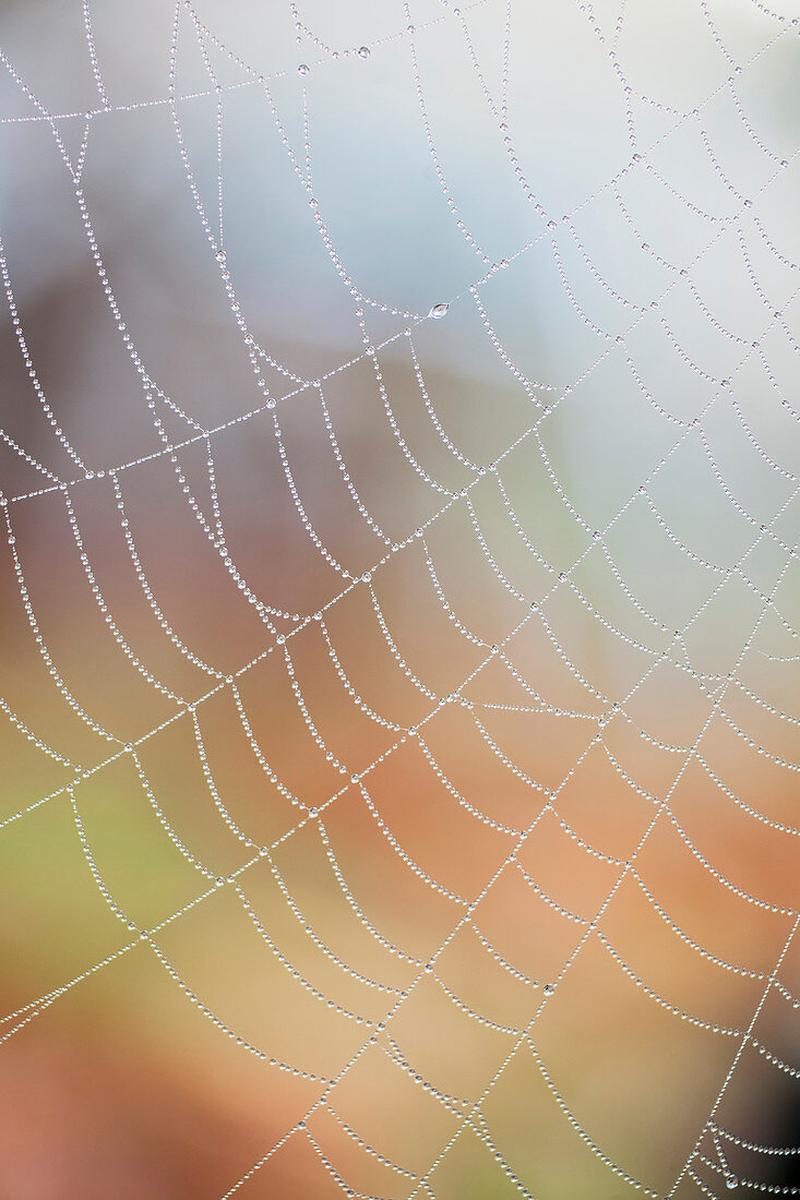 Dewdrops on a spiders web, United Kingdom, Europe