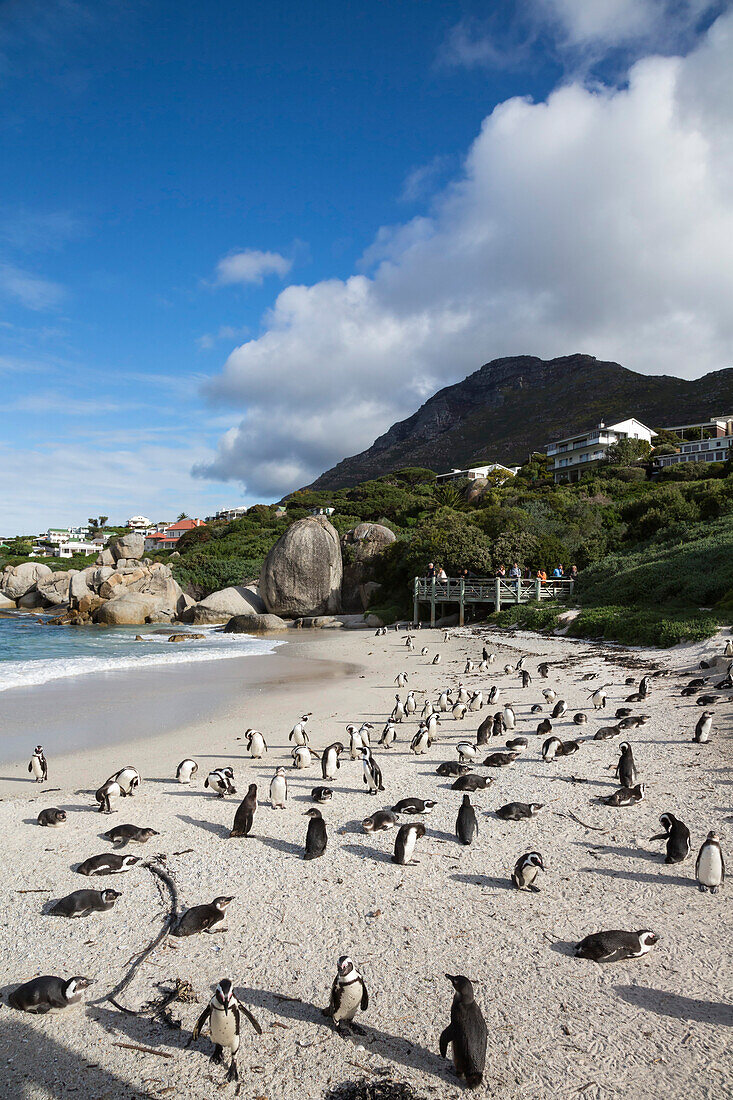 African penguins Spheniscus demersus on Foxy Beach, Table Mountain National Park, Simon's Town, Cape Town, South Africa, Africa