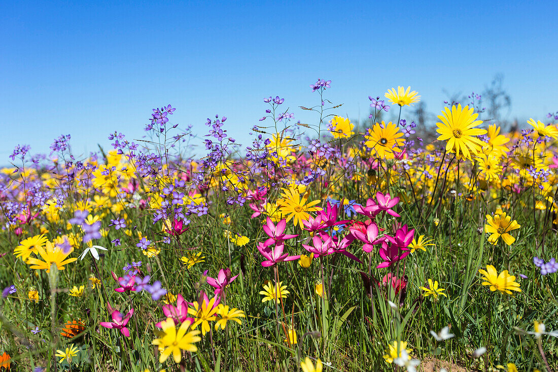 Spring wildflowers, Papkuilsfontein farm, Nieuwoudtville, Northern Cape, South Africa, Africa
