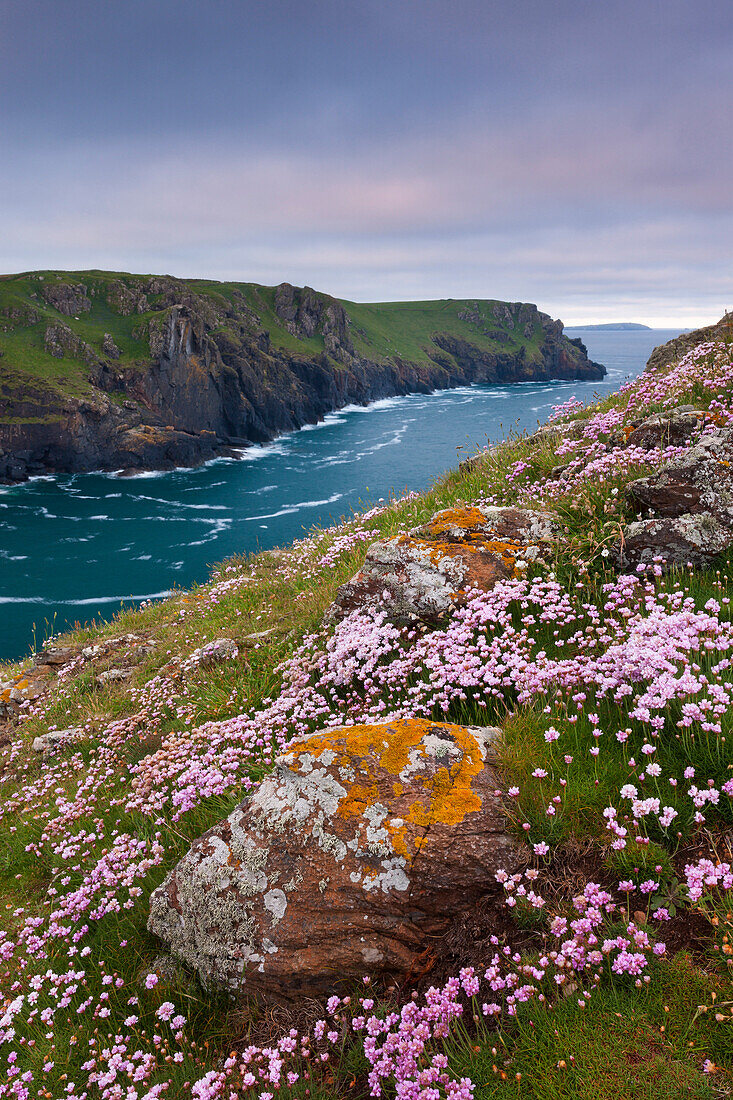 Sea pink wildflowers flowering on the cliff tops on The Rumps, North Cornwall, England, United Kingdom, Europe