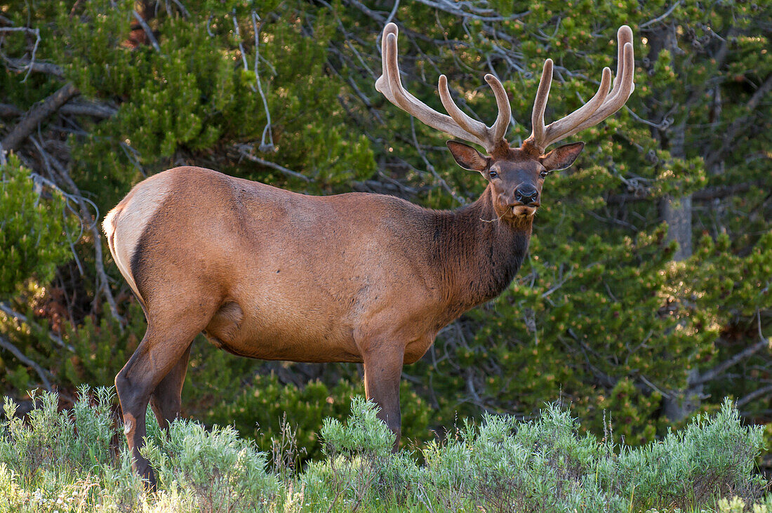 Elk Cervus canadensis near Lake Village, Yellowstone National Park, Wyoming, United States of America, North America