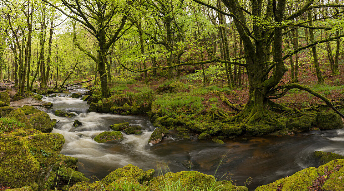 River Fowey at Golitha Falls, Cornwall, England, United Kingdom, Europe