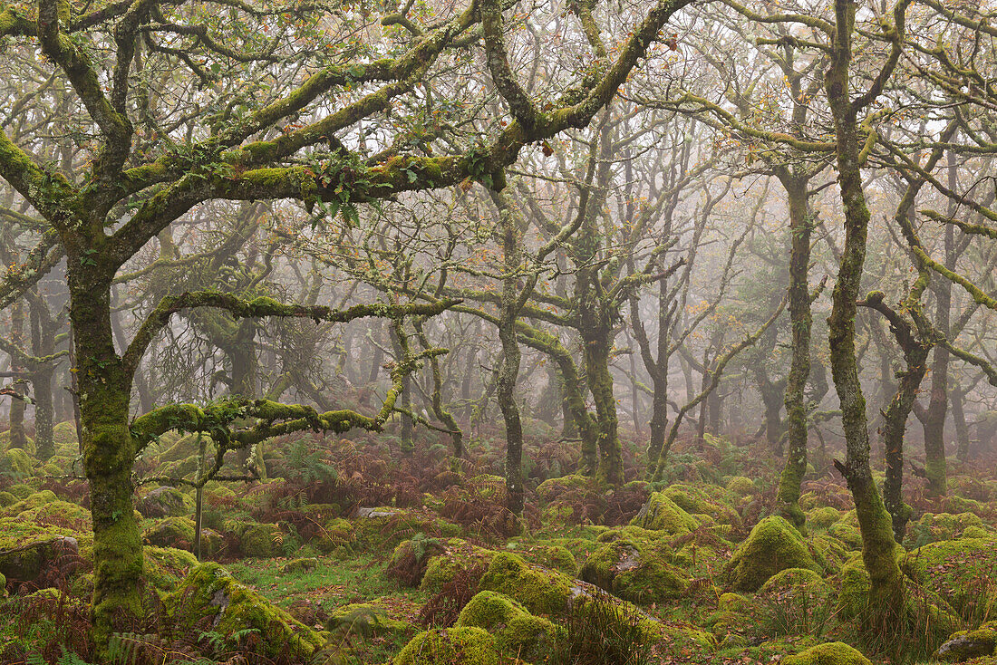 Moss covered trees in Wistman's Wood, Dartmoor National Park, Devon, England, United Kingdom, Europe