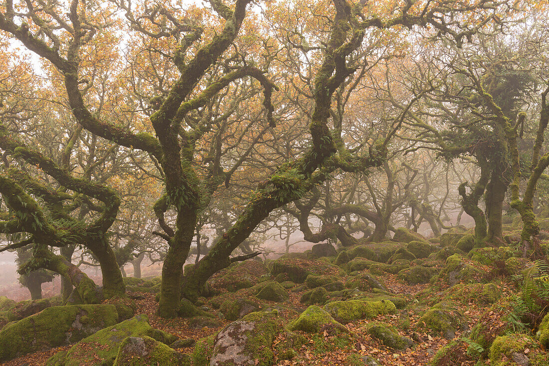 Wild and mysterious Wistman's Wood in Dartmoor National Park, Devon, England, United Kingdom, Europe