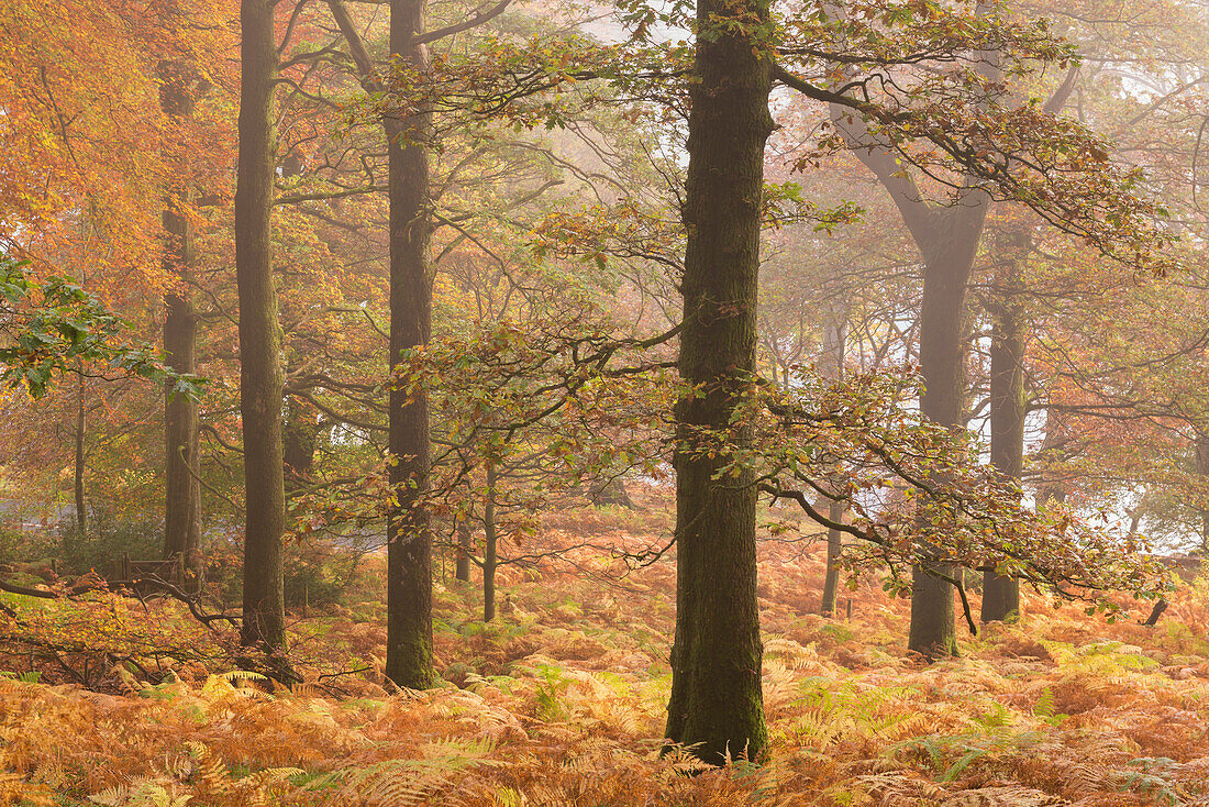 Autumn colours in Glencoyne Wood on the slopes above Ullswater, Lake District, Cumbria, England, United Kingdom, Europe