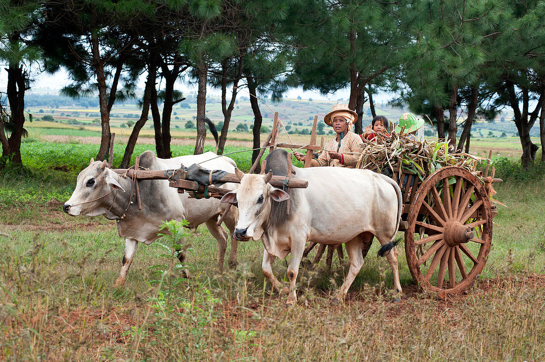 Family on a wooden wheeled bullock cart drawn by white bullocks and driven by a woman, Kalaw hills, southern Shan state, Myanmar Burma, Asia