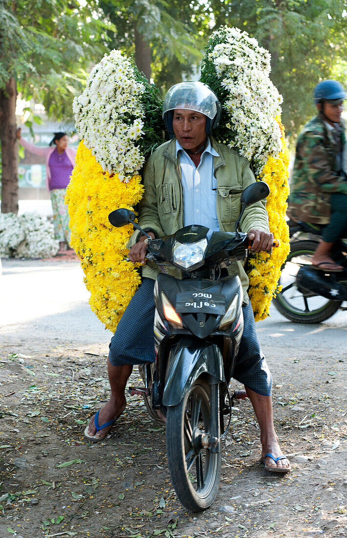 Man carrying huge load of fresh chrysanthemums from flower market on the road to Mandalay, Myanmar Burma, Asia