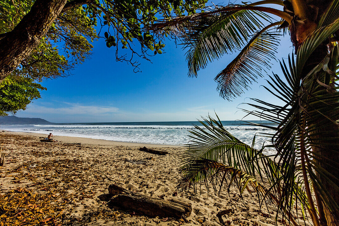 Palm tree at this beautiful surf beach at the southern tip of the Nicoya Peninsula, Santa Teresa, Puntarenas, Costa Rica, Central America