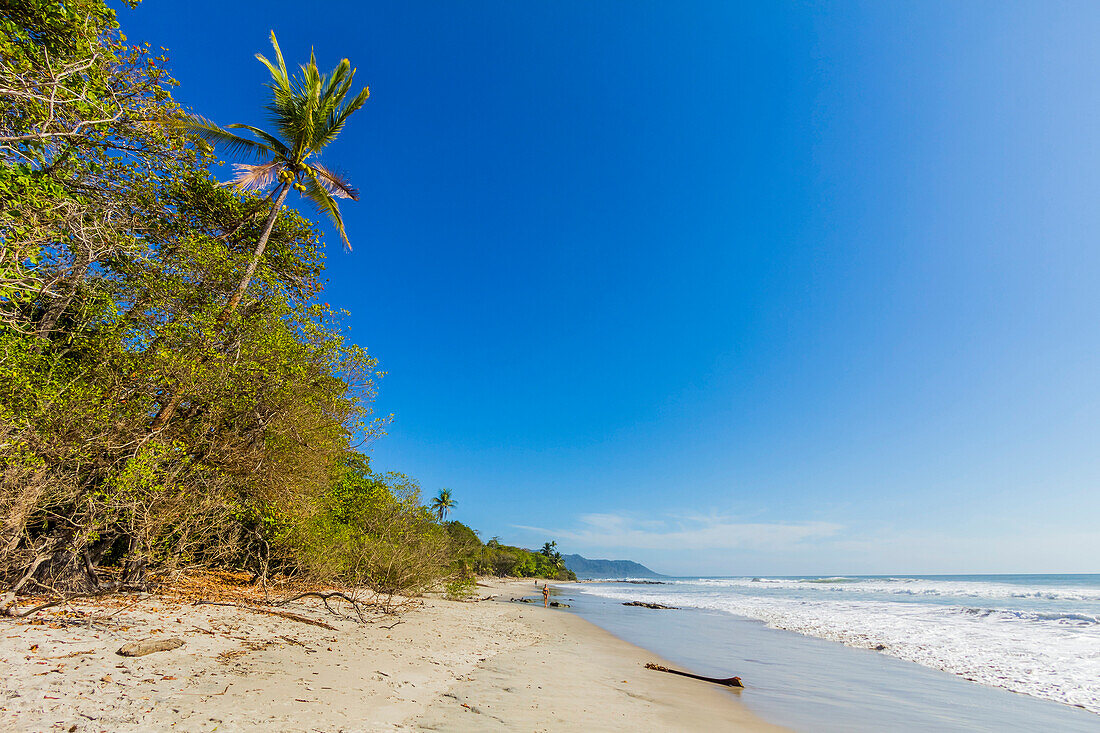 Tall palms and jungle behind the beach at this popular southern Nicoya Peninsula surf resort, Santa Teresa, Puntarenas, Costa Rica, Central America