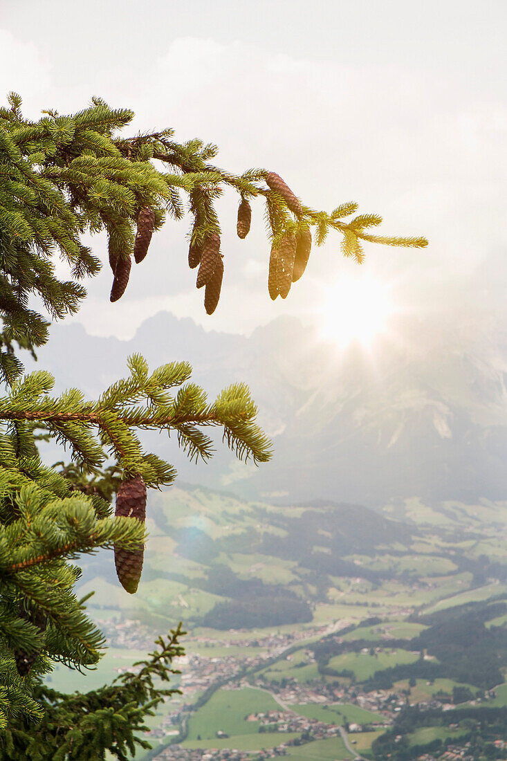 Pine cones hanging from tree