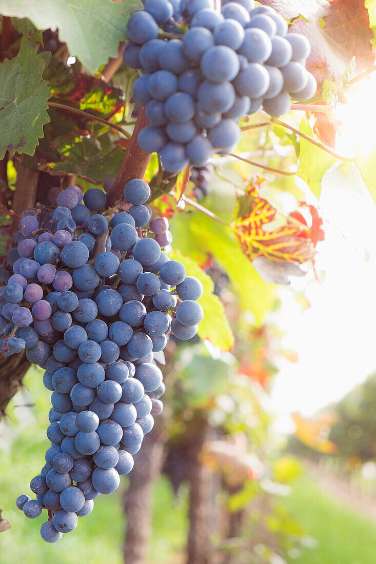 Red grapes growing in vineyard