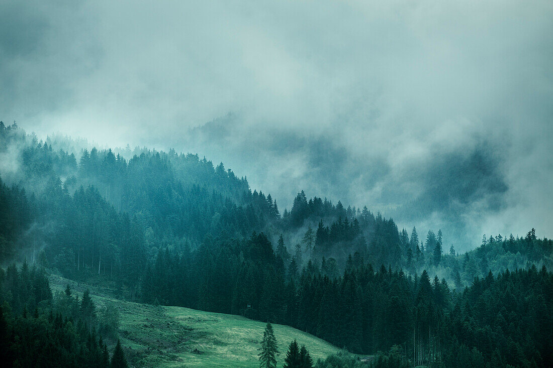 Pine trees on field during foggy weather