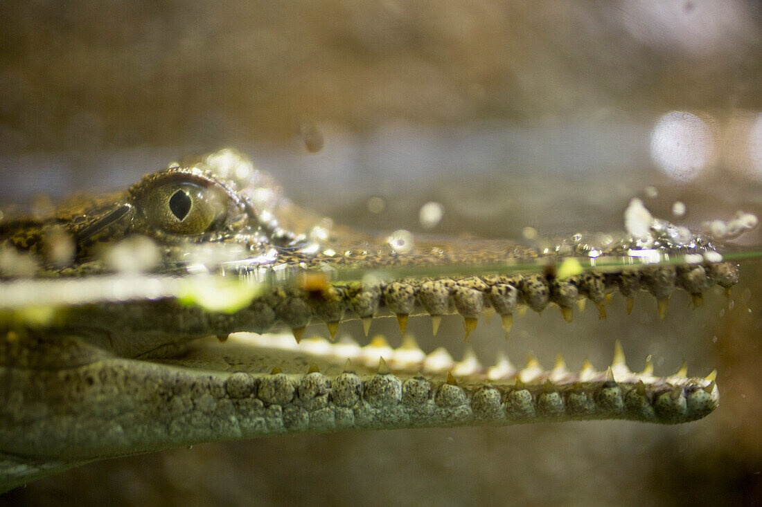 Side view of crocodile in lake