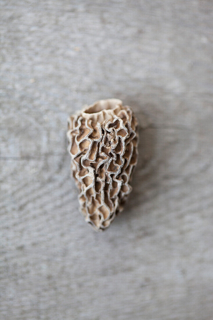 Directly above shot of dried Morchella mushroom