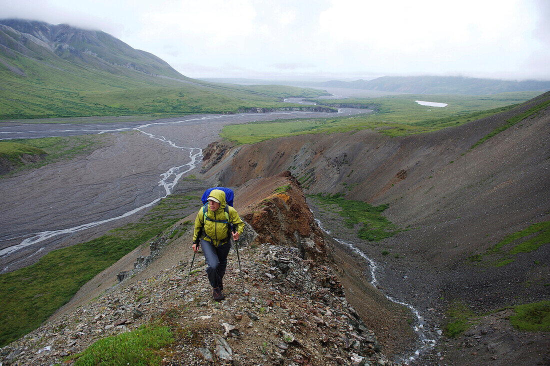 Woman backpacker hikes up Sunrise Creek in the Thorofare River valley in Denali National Park & Preserve, Alaska July 2011. Mount Eielson can be seen in the background. Much of the backpacking in the park is without trails forcing hikers to favor stream b