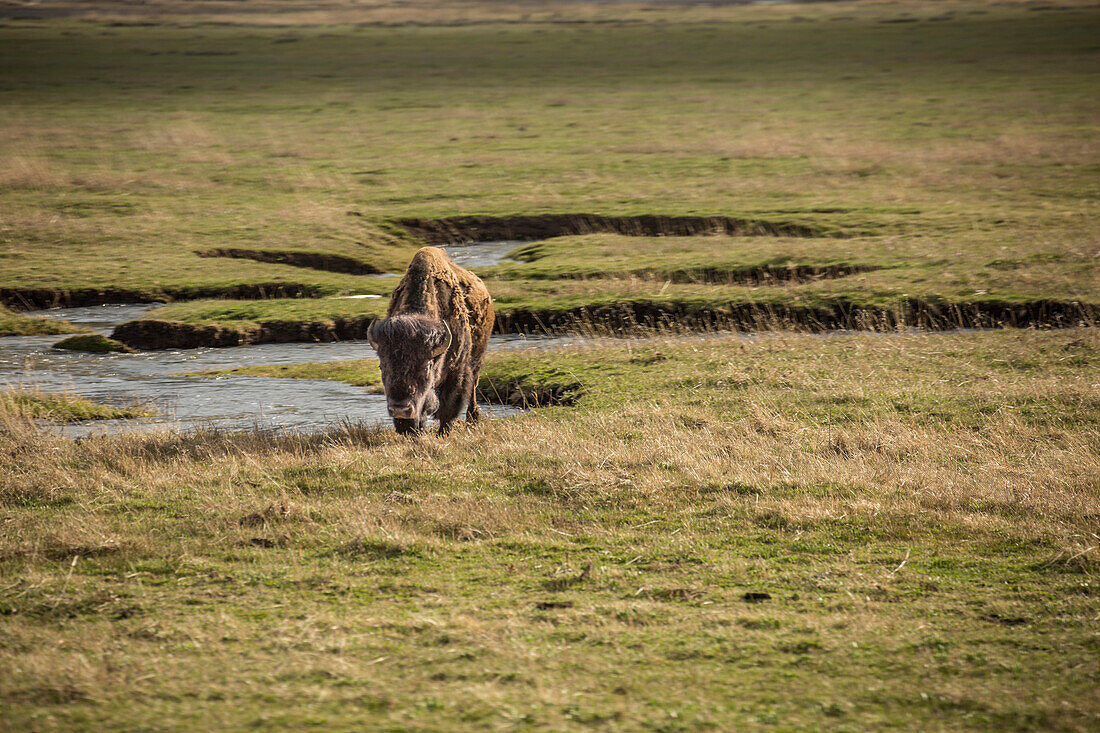 A bison in the evening in Yellowstone.