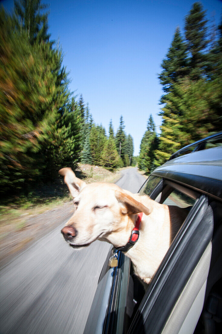 A yellow lab enjoys sticking its head out the window on a backroad near Mount Hood in Oregon