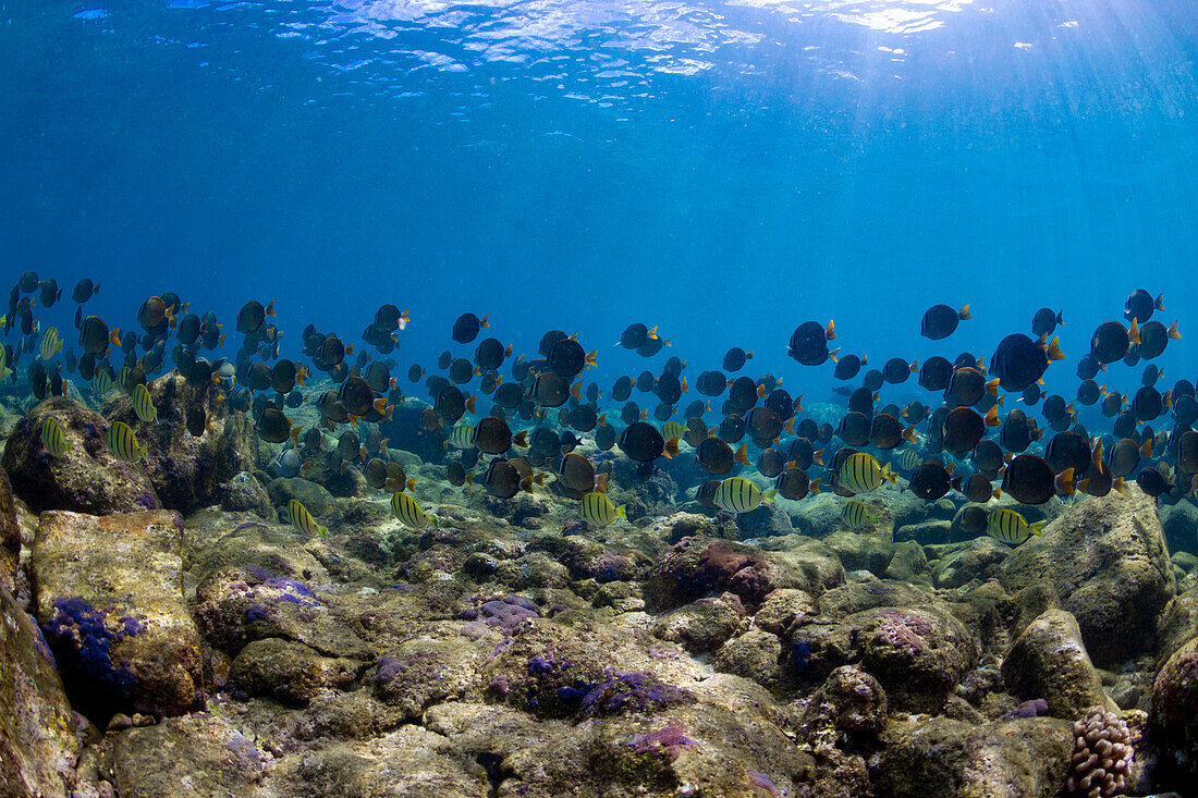 An under water view of a Hawaiian sea turtle at Sharks Cove, on the north