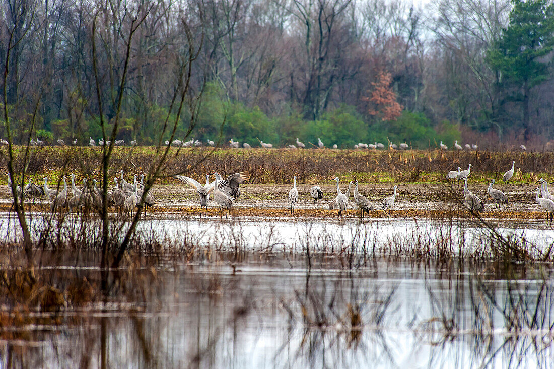 Sandhill Cranes at the Wheeler National Wildlife Refuge, Decatur, AL