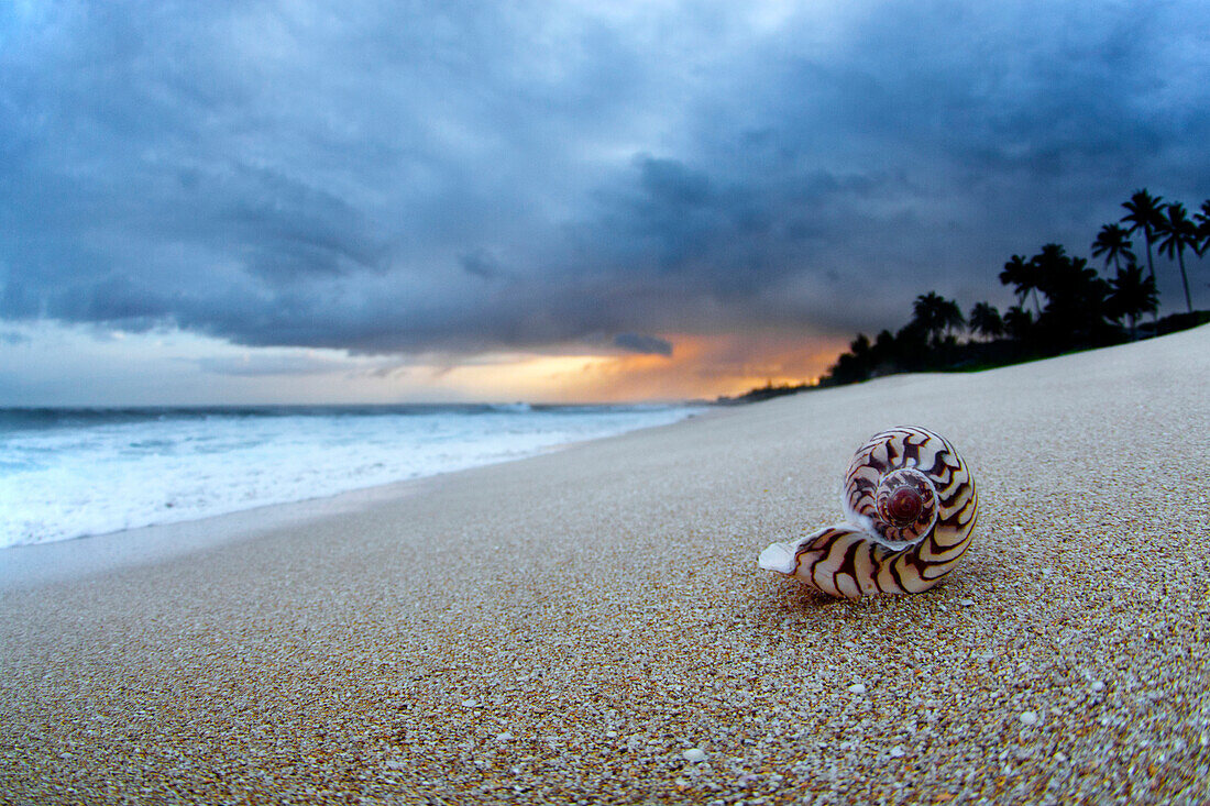 A shell in the sand, under dark skies at Sunset Beach.